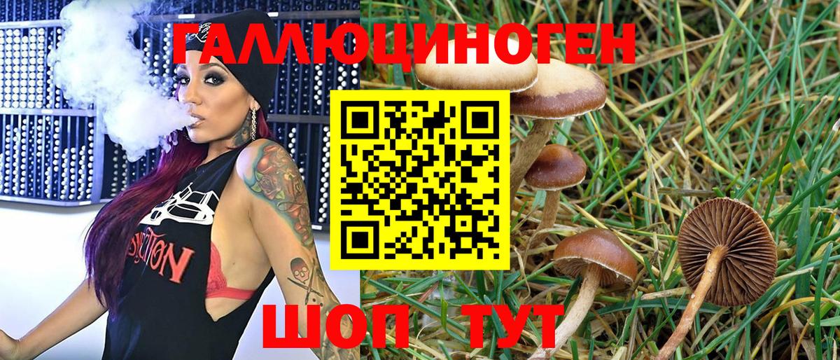 Галлюциногенные грибы Psilocybe  Вход с VPN  Каменка 